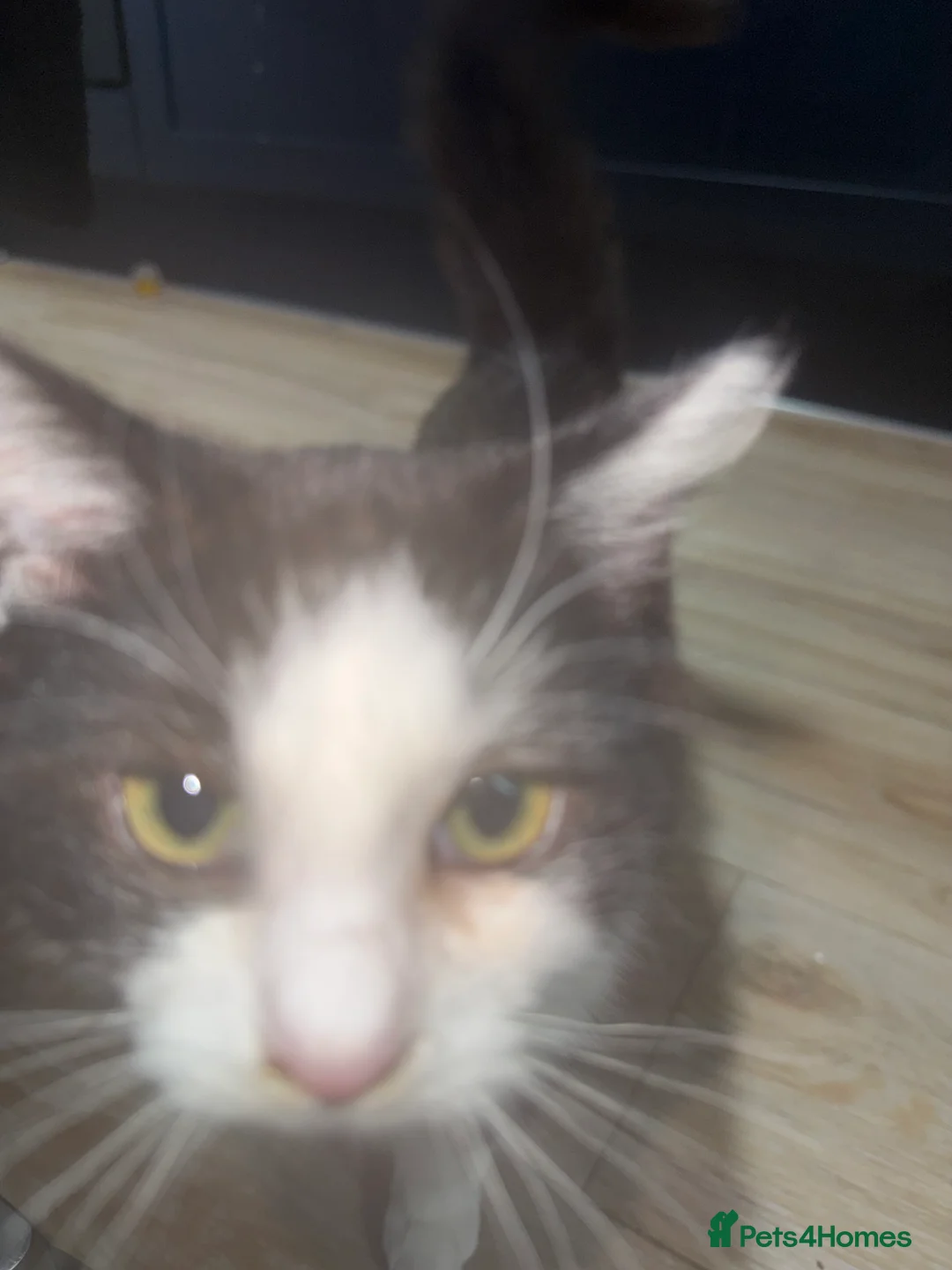 British Longhair cats for sale: Long hair female cat - Advert 3