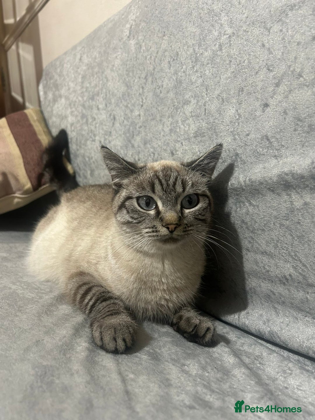 Mixed Breed cats for sale: Mixed breed female cat (British shorthair/ tabby  - Advert 4