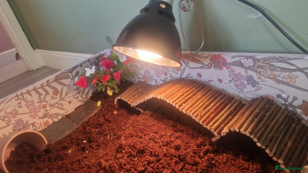 Tortoise reptiles for sale: Horesfield Tortoise and full setup 4 months maldon - Advert 4