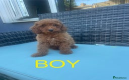 Miniature Poodle dogs for sale: Miniature poodles - Image 1