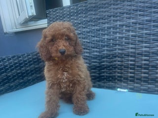 Miniature Poodle dogs for sale: Miniature poodles - Advert 2