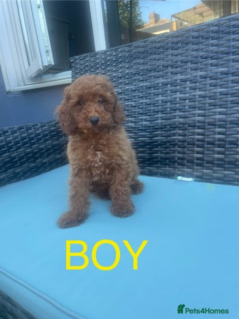 Miniature Poodle dogs Miniature poodles - Advert 15