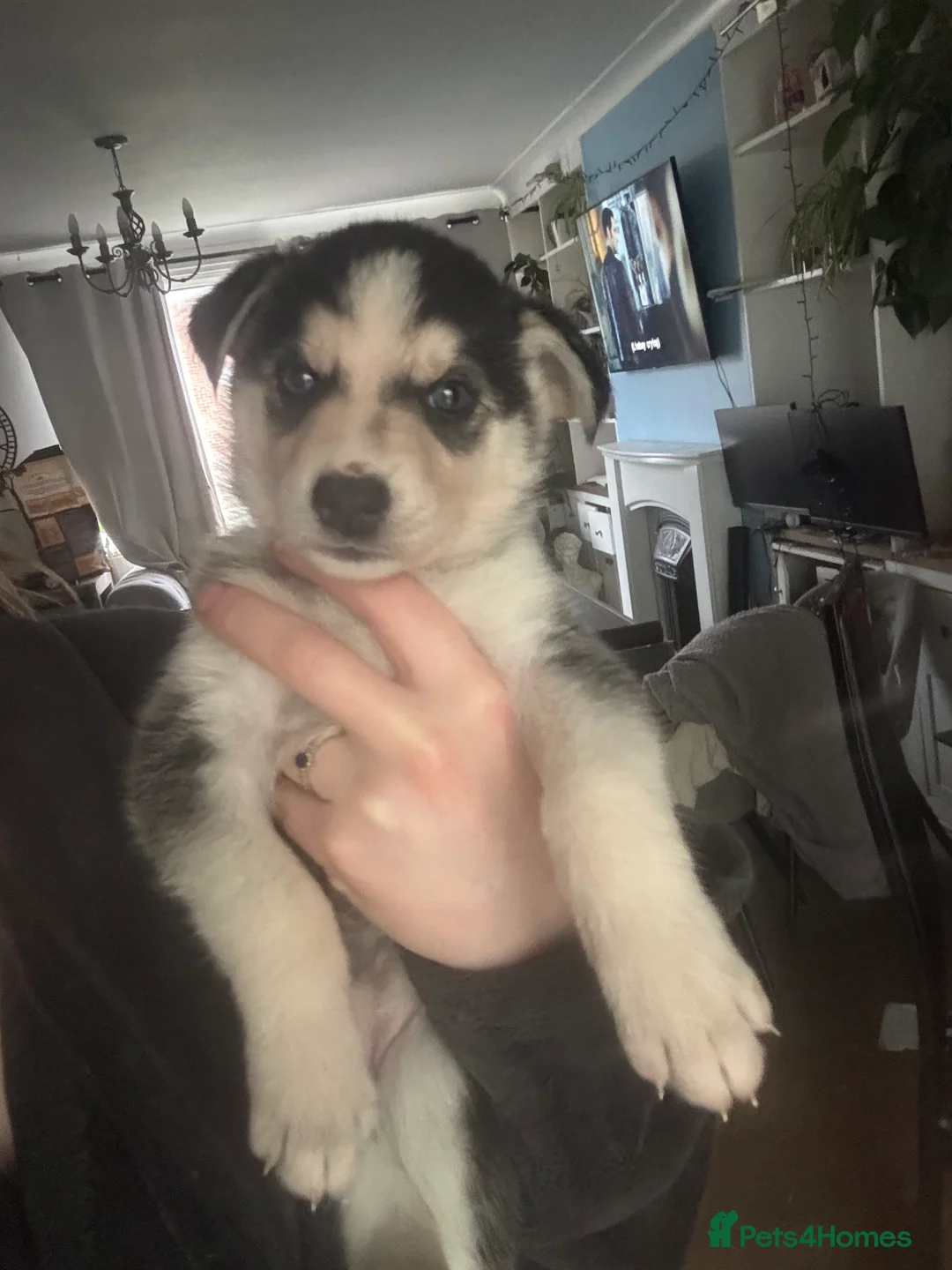 Shepsky dogs for sale: 9 shepsky puppies available 31.01 - Advert 4