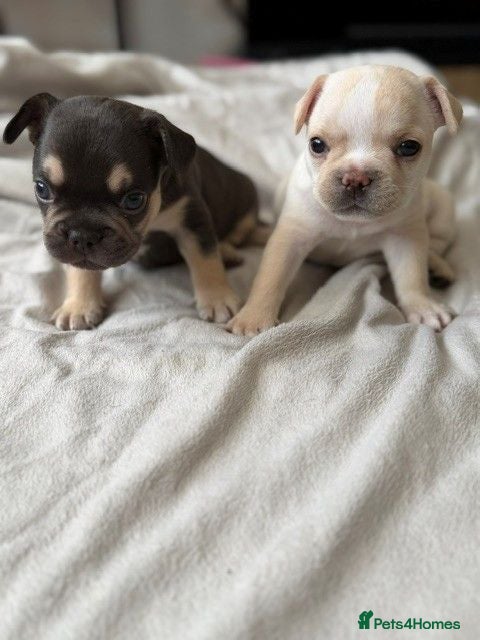 French Bulldog dogs Gorgeous KC Reg Frenchie pups | Fluffy & Pink TBC - Advert 10