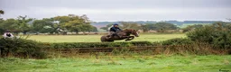 Welsh Section D horses for sale: 14.3/15hh allrounder gelding  in Rowlands Gill - Advert 13