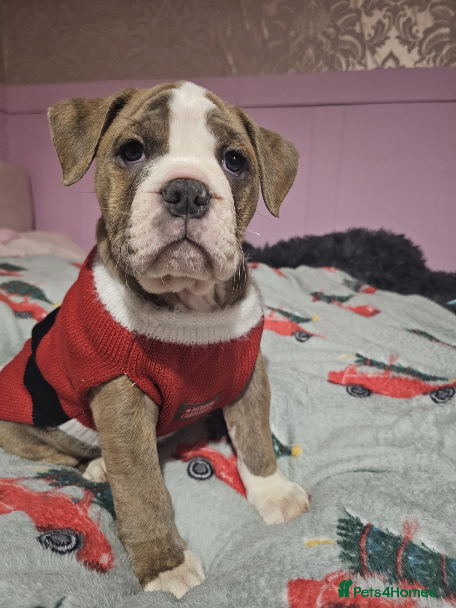 Olde English Bulldogge dogs Olde English bulldog pups - Advert 2