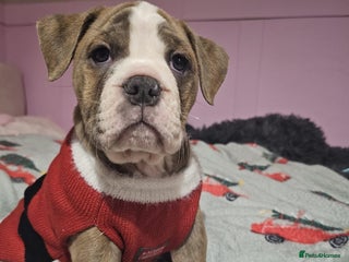 Olde English Bulldogge dogs Olde English bulldog pups - Advert 17