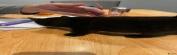 Mixed Breed cats for sale: Kittens for sale  - Advert 3
