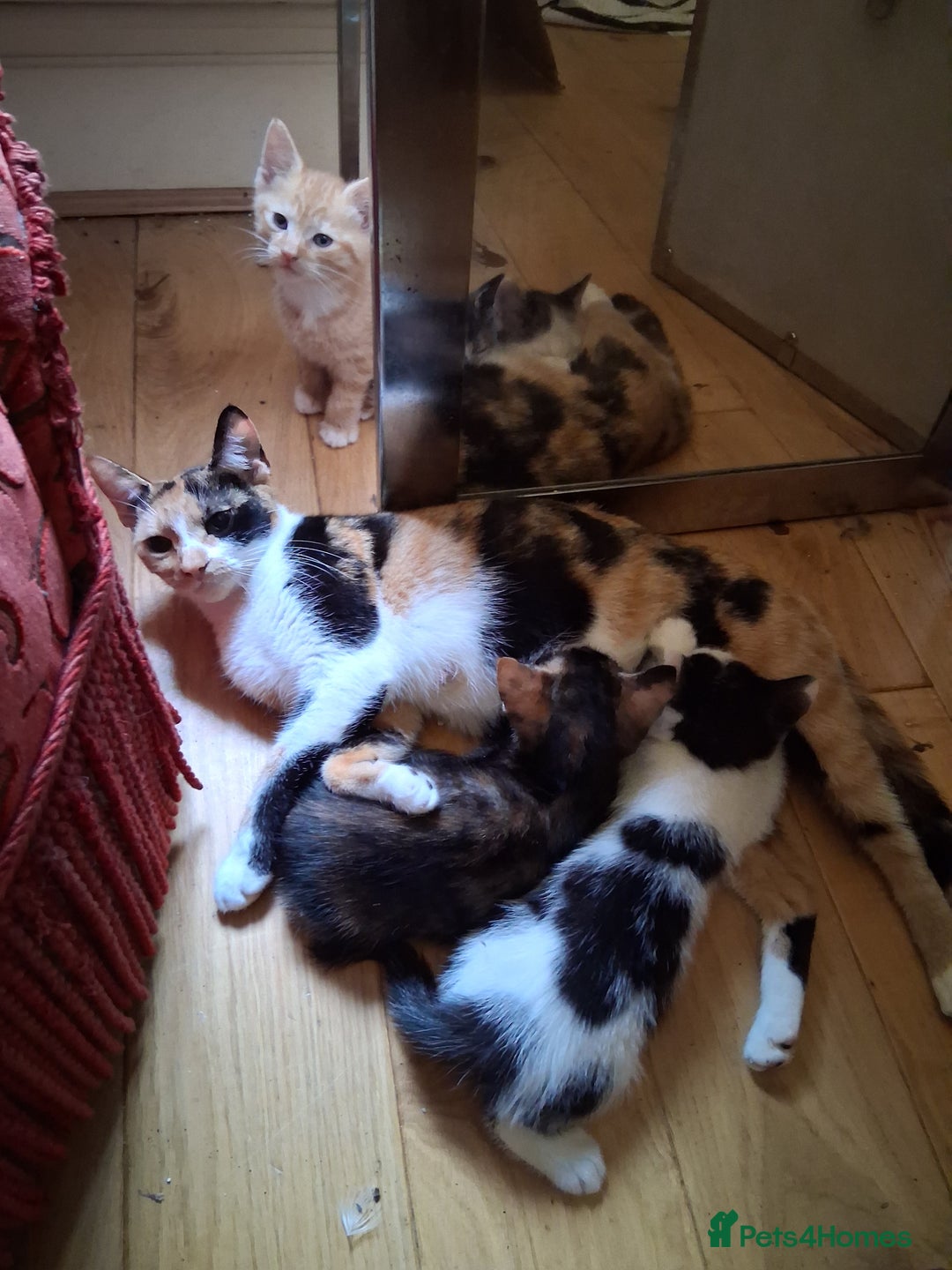 Domestic Shorthair cats for sale: 6 gorgeous mixed breed kittens - Advert 2