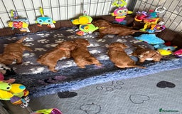 Cavapoo dogs for sale: Outstanding Red F1 cavapoo puppies H/C DNA CLEAR - Image 11
