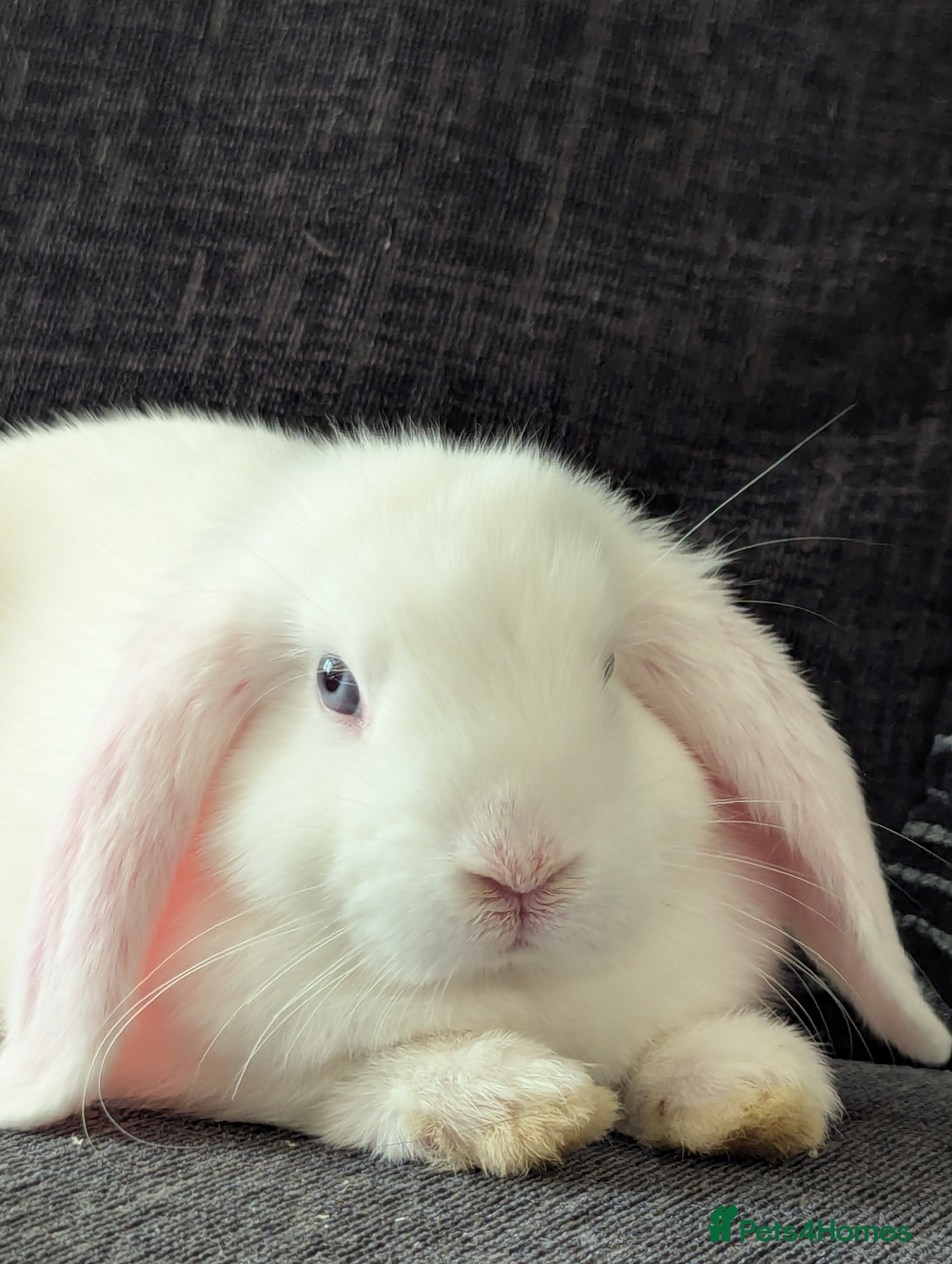 Mini Lop rabbits Blue Eyed White Mini Lop Rabbit  - Advert 1