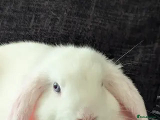 Mini Lop rabbits Blue Eyed White Mini Lop Rabbit - Advert 1