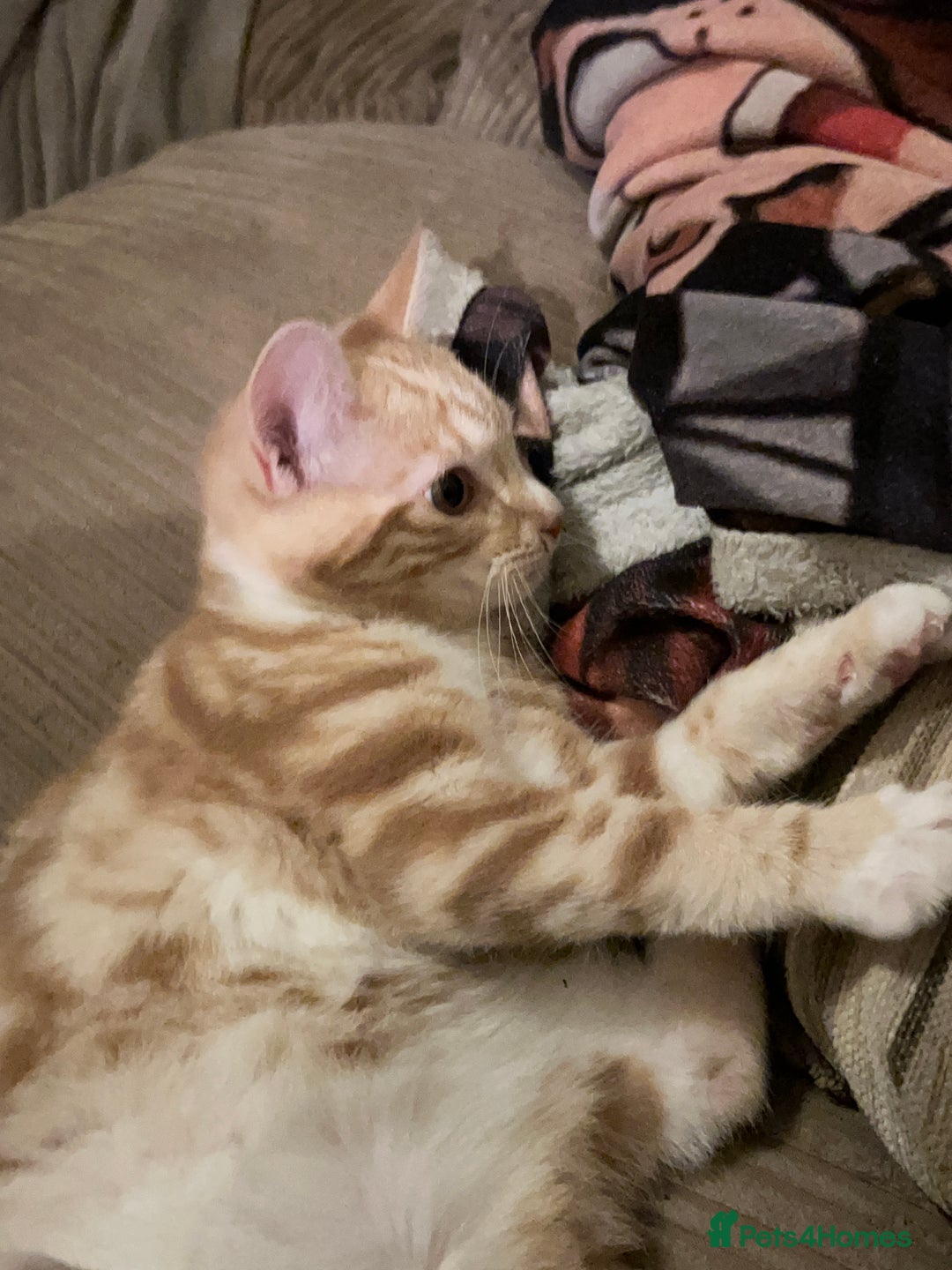 Domestic Shorthair cats for sale: Two ginger males (HAVE TO GO TOGETHER- READ DESC) - Advert 2