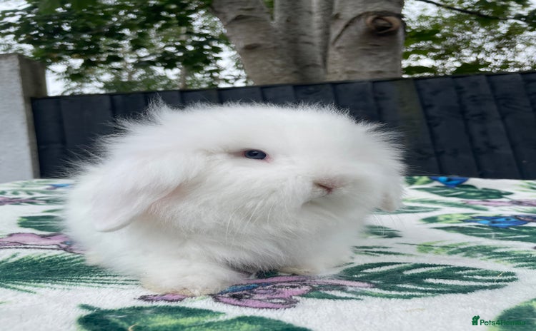Mini Lion Lop rabbits - Advert 2