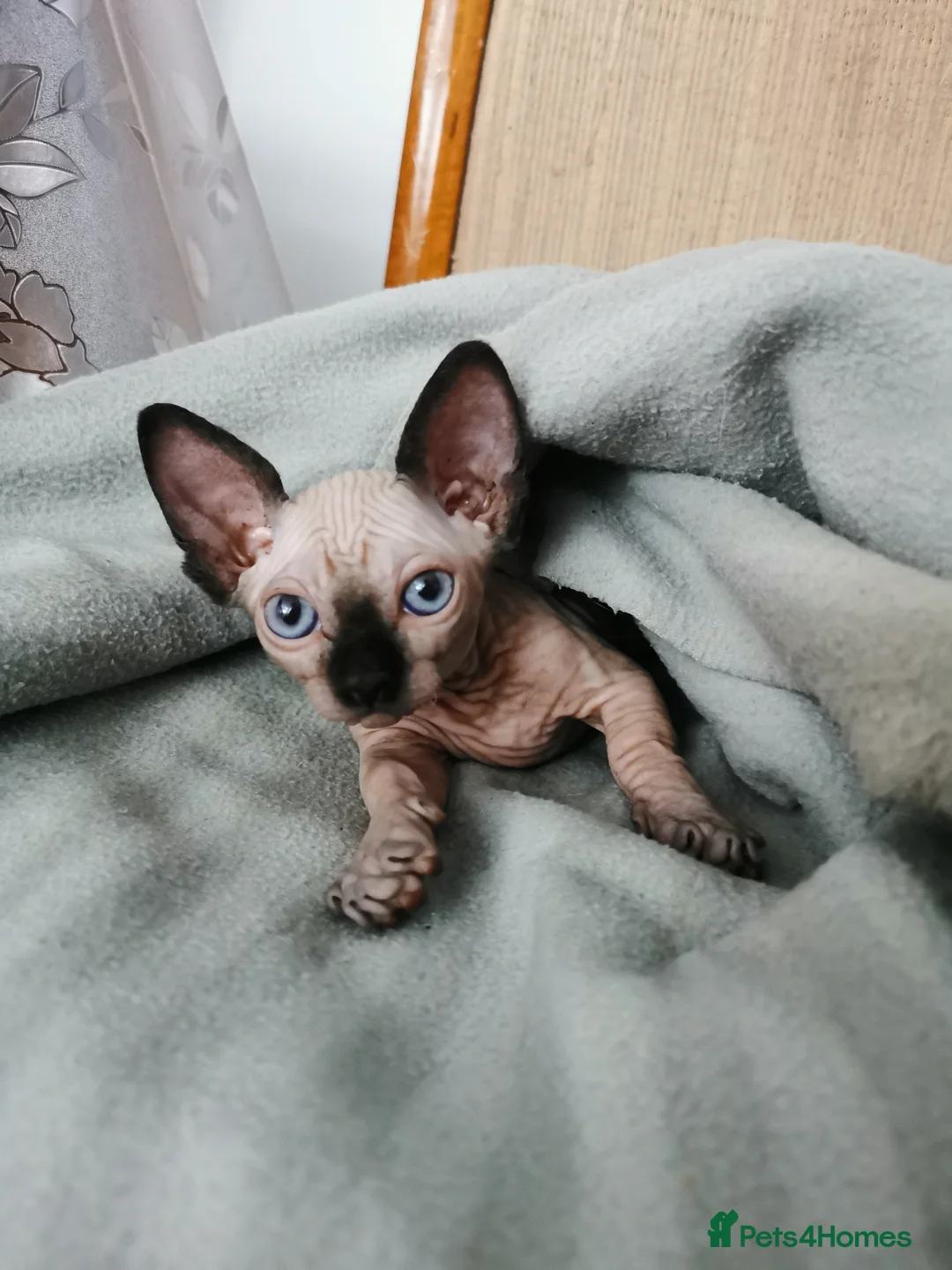 Sphynx cats for stud: Black tabby Sphynx Elf for STUD in Oldham - Advert 21