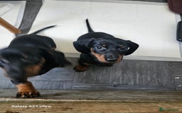 Dachshund dogs for sale: Dachshund puppies  - Image 4