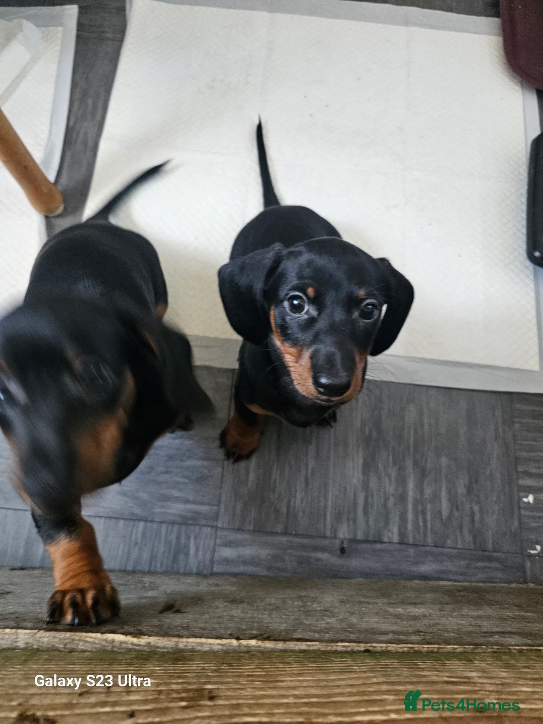 Dachshund dogs for sale: Dachshund puppies  - Image 4