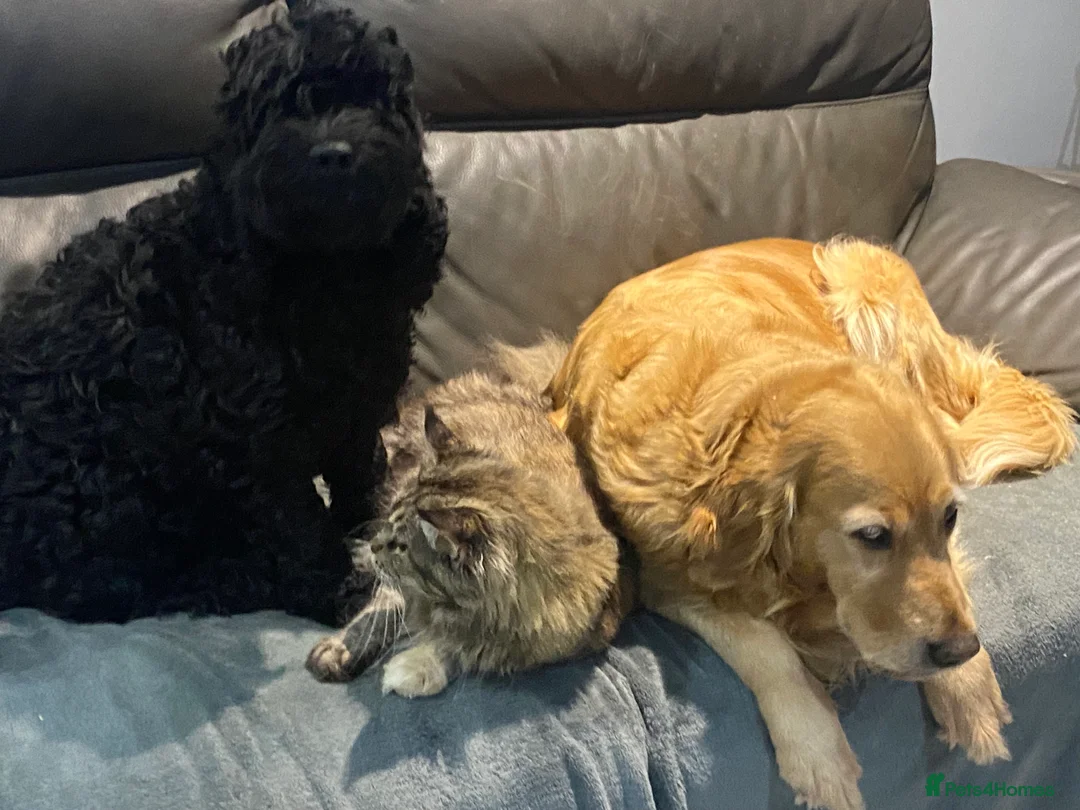 Cockapoo dogs for sale: ‼️ Attention Please ‼️ - Advert 13