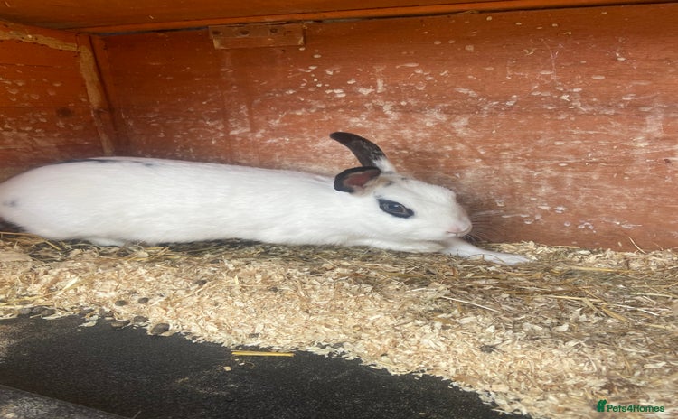 English Spot rabbits - Advert 2