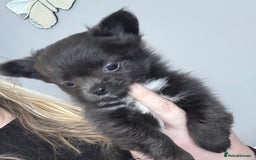 Chihuahua dogs for sale: Long coat Chihuahua puppies - Image 9