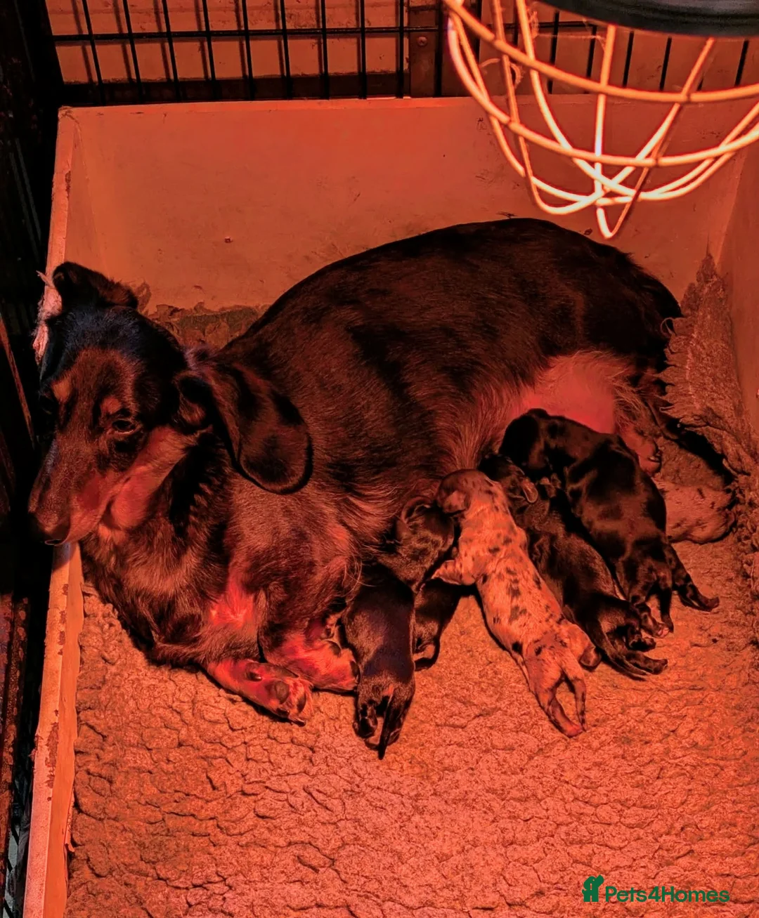 Dachshund dogs for sale: Stunning Long Haired Dachshund Puppies  - Advert 2