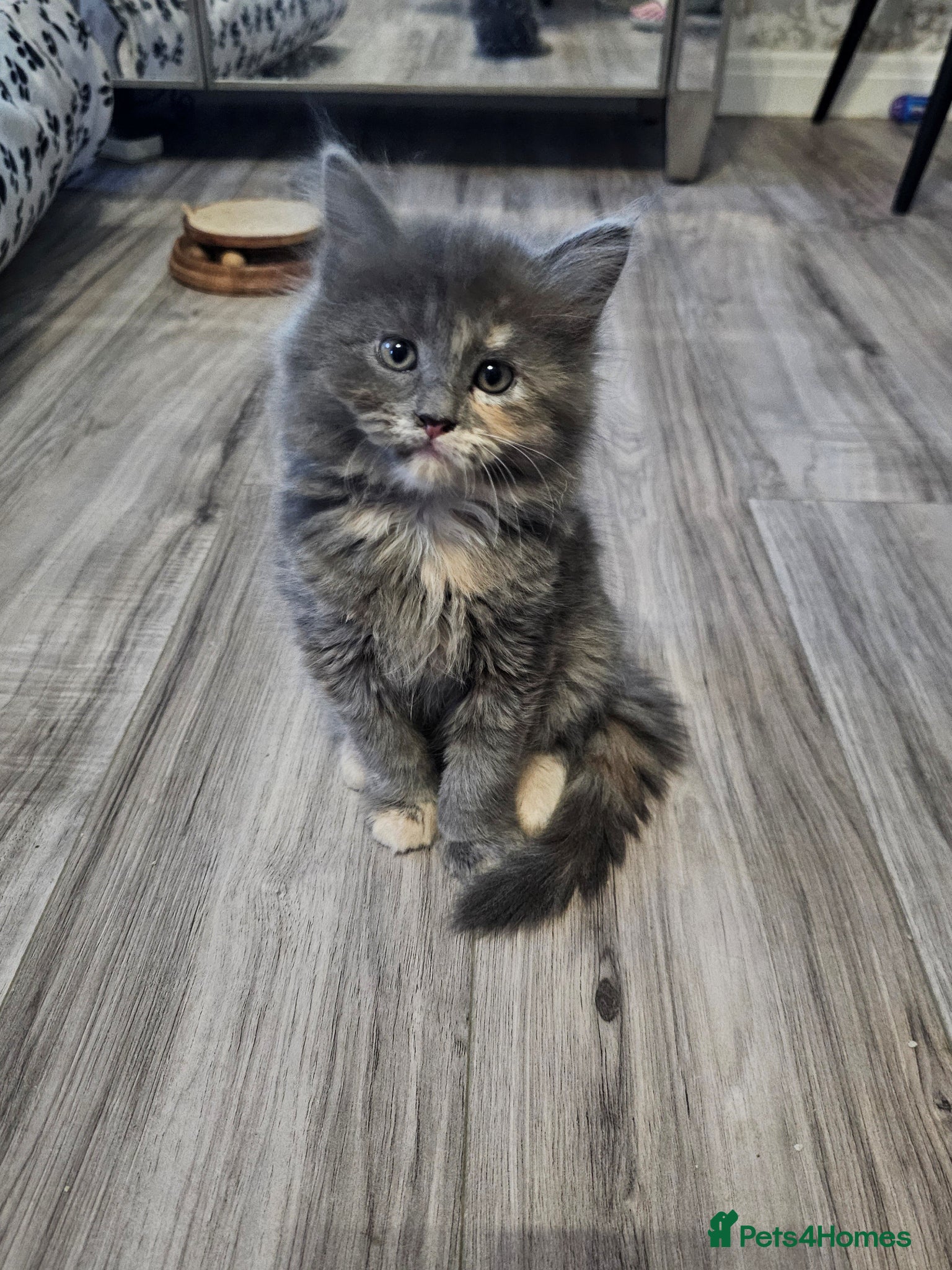 Ragdoll cats Stunning litter of Ragdoll cross kittens - Advert 18