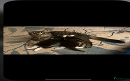 British Longhair cats for sale: Kittens - Image 4
