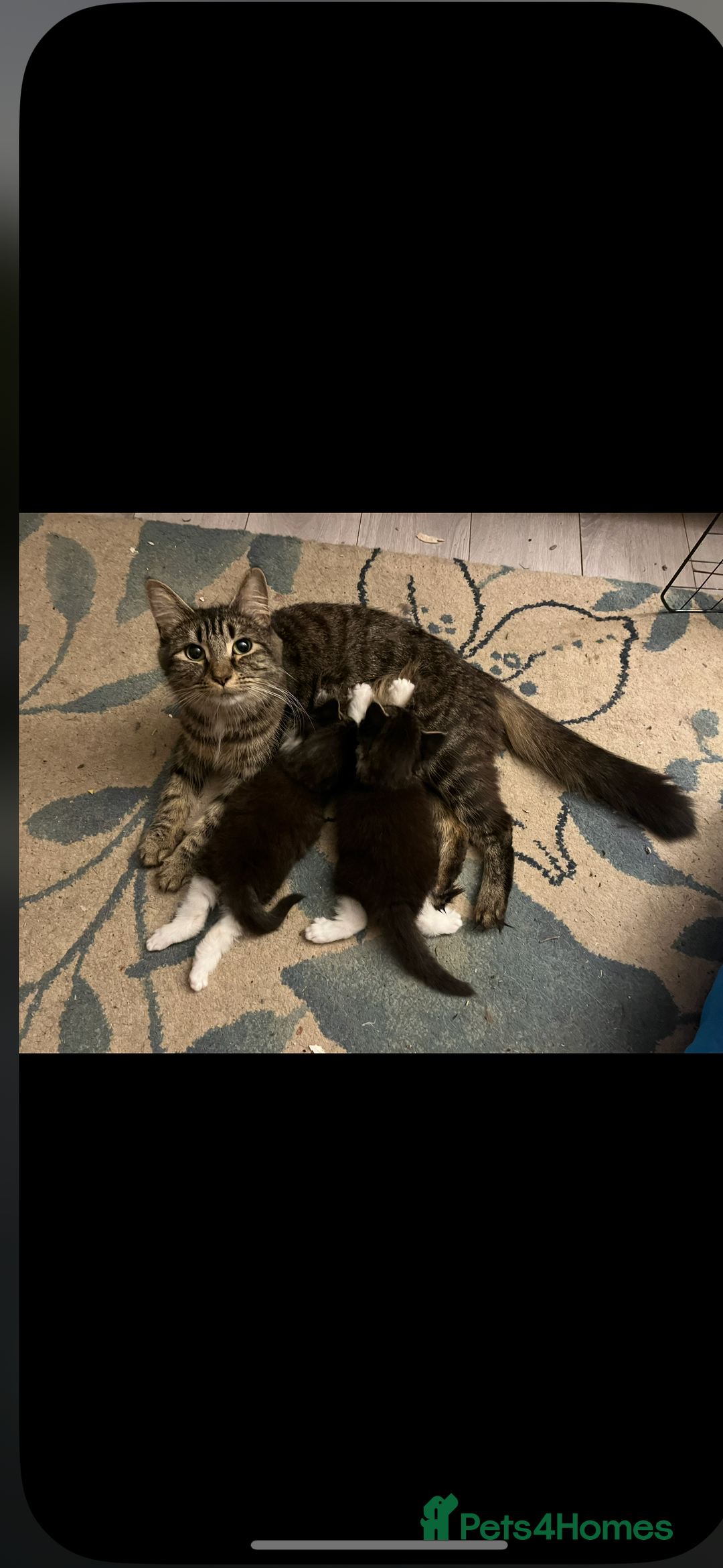 British Longhair cats for sale: Kittens - Image 4