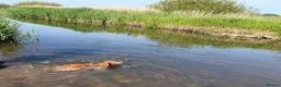 Cocker Spaniel dogs for sale: 6 month old working cocker  in Doncaster - Advert 6