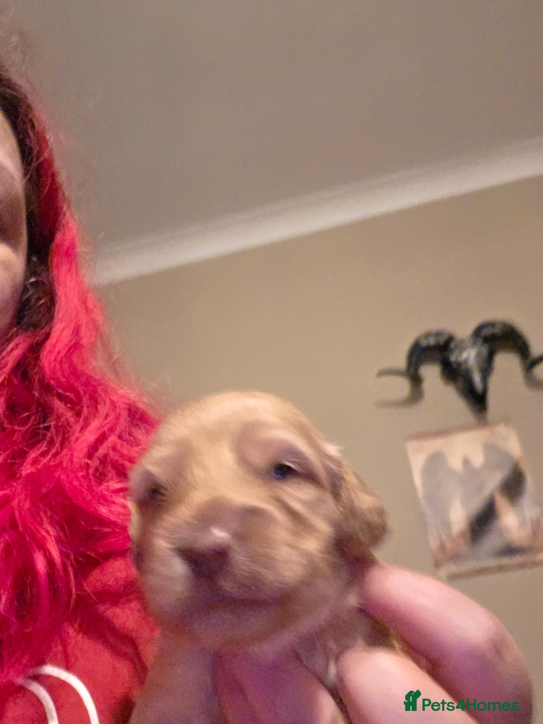 Cockapoo dogs for sale: Cockapoo puppies - Advert 9