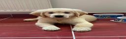Golden Retriever dogs for stud: GORGEOUS Golden Retriever STUD in London - Advert 7
