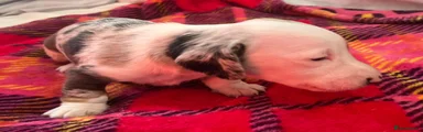 Miniature Dachshund Puppy 1