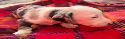 Miniature Dachshund dogs for sale: Lovely miniature dachshund pups  - Advert 3