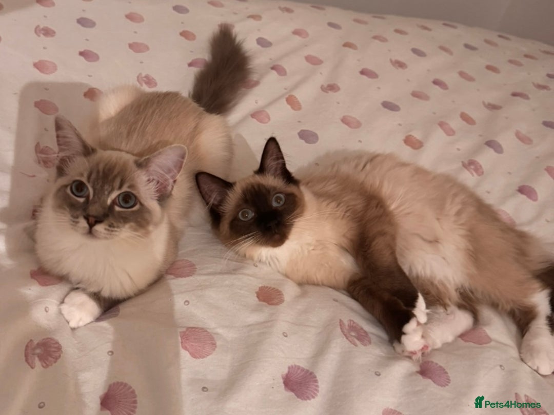 Ragdoll cats for sale: Ragdoll kittens - Image 3