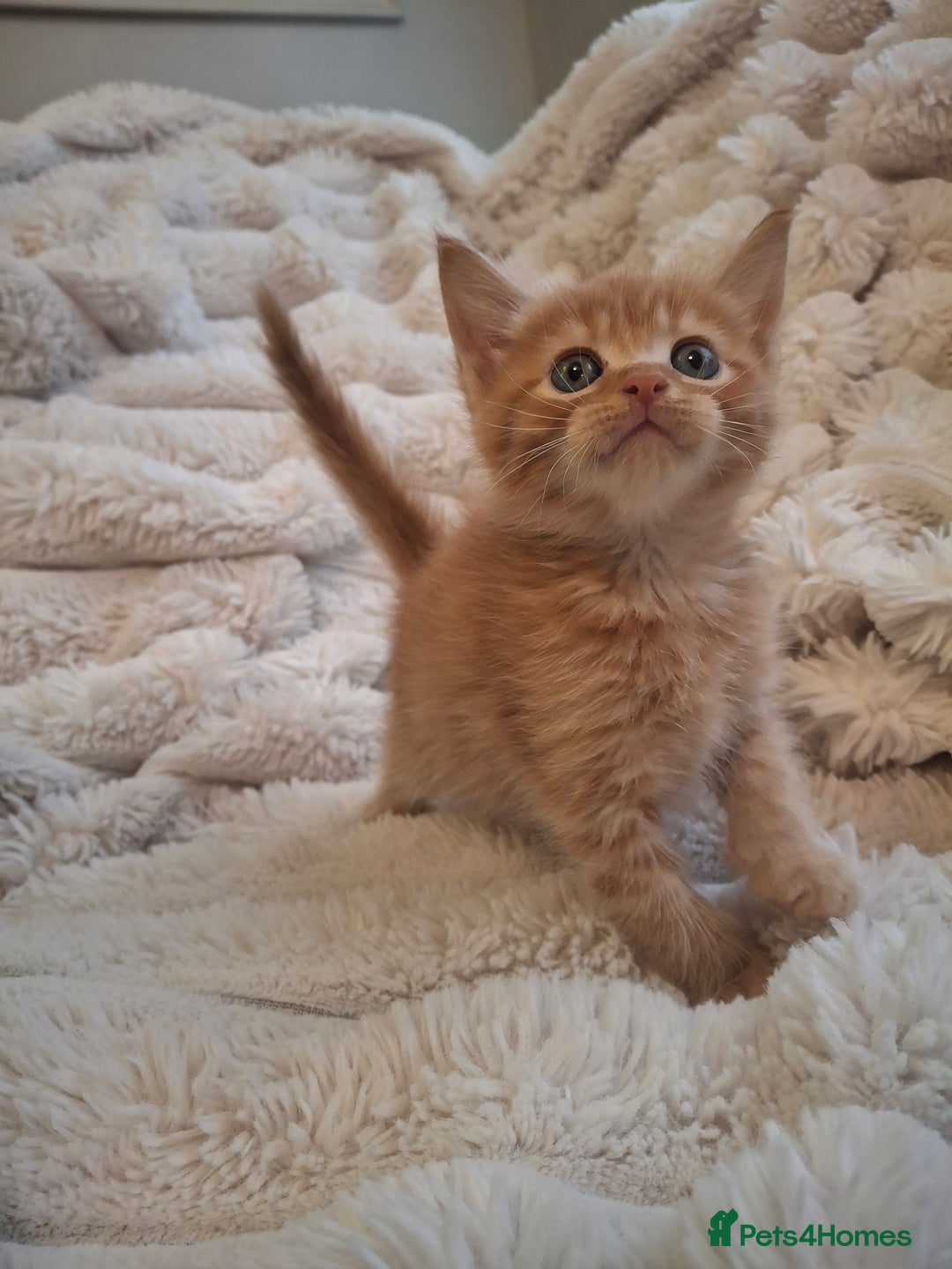 Mixed Breed cats for sale: Gorgeous Maine Coon X boy 💫 - Image 1