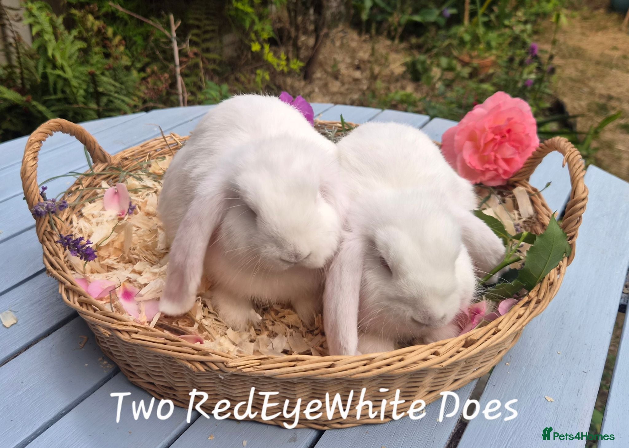 Mini Lop rabbits 2 Red eyed white Dwarf lops available - Advert 17