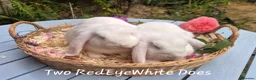 Mini Lop rabbits for sale: Two Mini lops and 4 Dwarf lops available - Advert 4