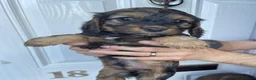 Mixed Breed dogs for sale: Cockalier - Advert 4