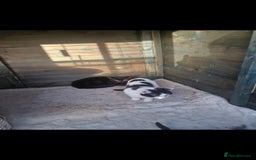 Mixed Breed cats for sale: Beautiful kittens for sale  - Advert 6