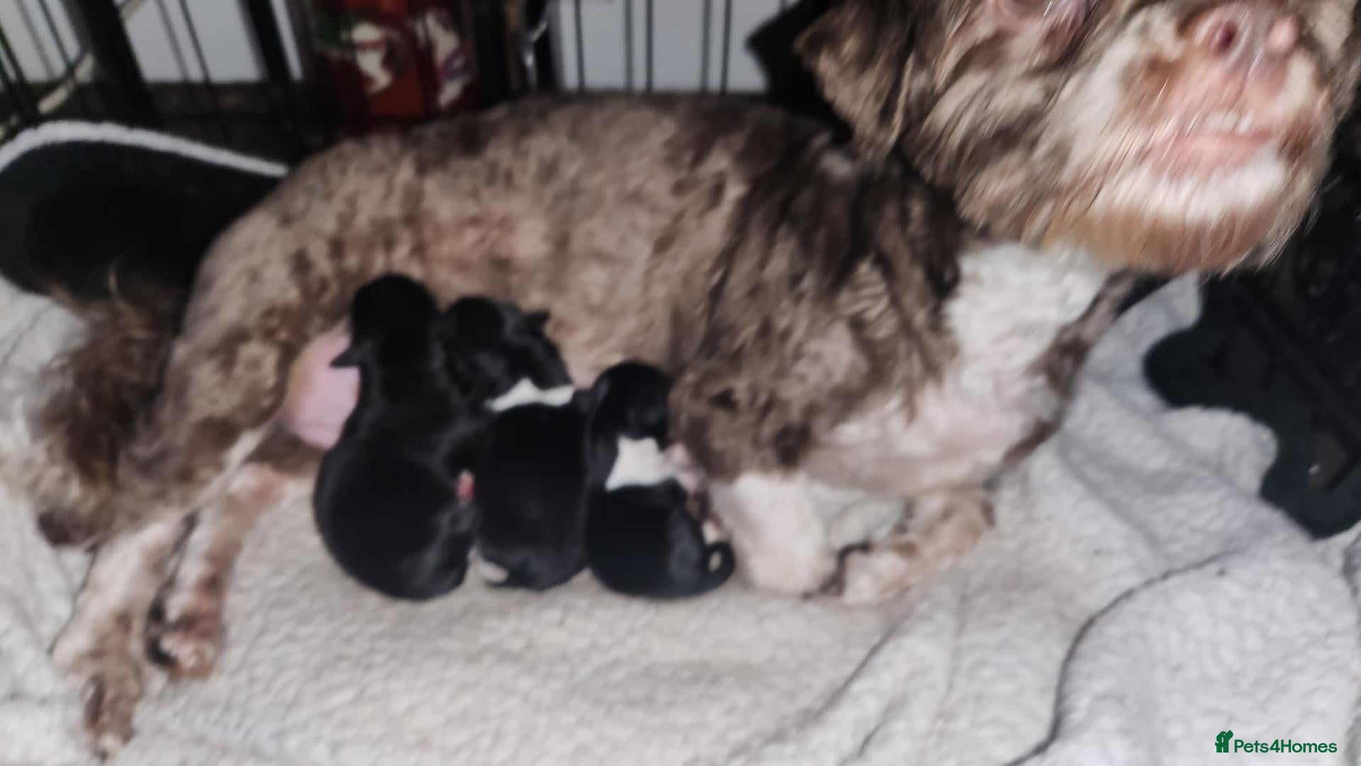 Havanese dogs Small havanese female no breeding - Advert 7