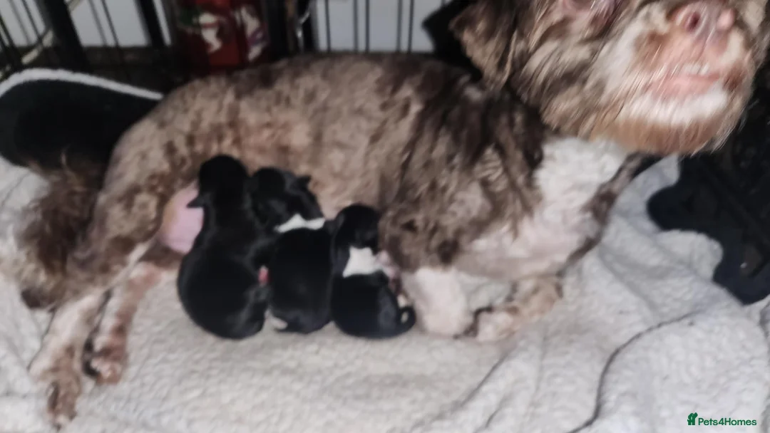 Havanese dogs for sale: Small havanese female no breeding - Advert 1