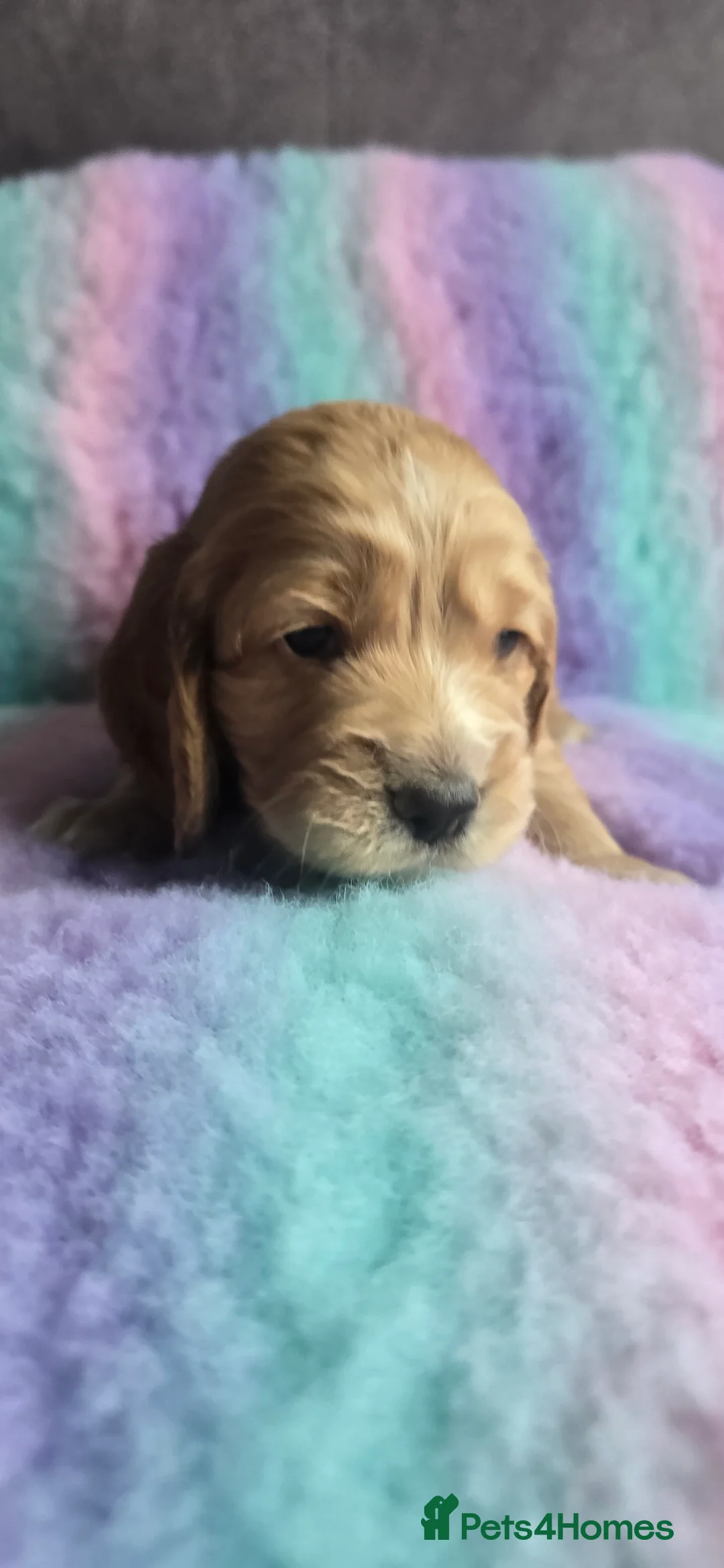 Cocker Spaniel dogs for sale:  4 x MALE Cocker Spaniel puppies  - Advert 1