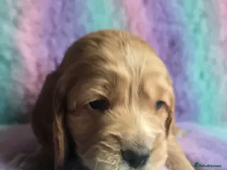 Cocker Spaniel dogs 4 x MALE Cocker Spaniel puppies - Advert 11