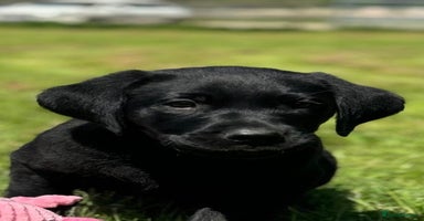 Labrador Retriever dogs - Advert 6