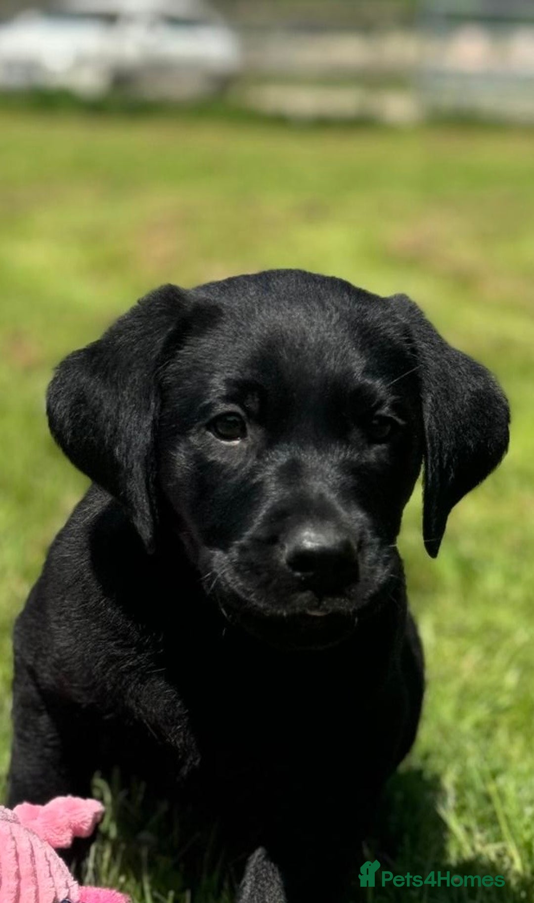 Labrador Retriever dogs for sale: Black Labrador puppies - Image 2