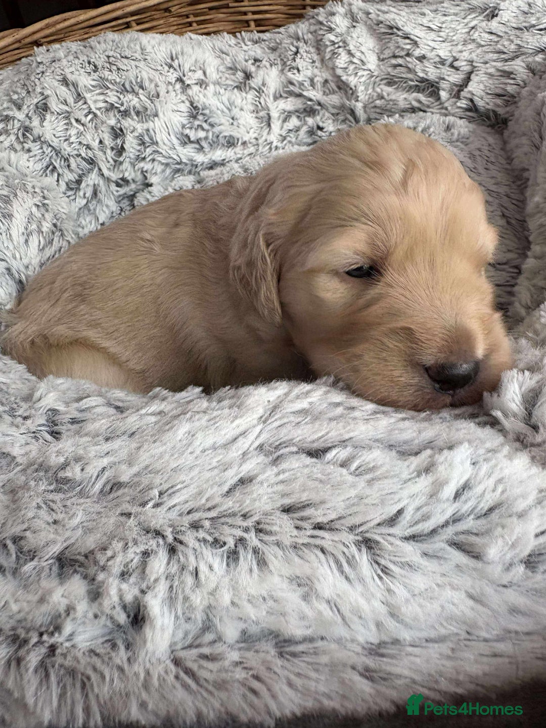 Mixed Breed dogs for sale: Multi generational goldendoodle puppies - Image 23