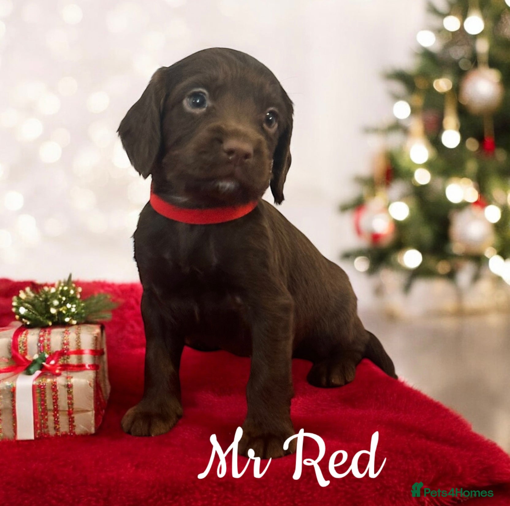 Sprocker dogs ⭐️Fully Health Tested F1 Sprocker Spaniel Puppies - Advert 2