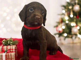 Sprocker dogs ⭐️Fully Health Tested F1 Sprocker Spaniel Puppies - Advert 2