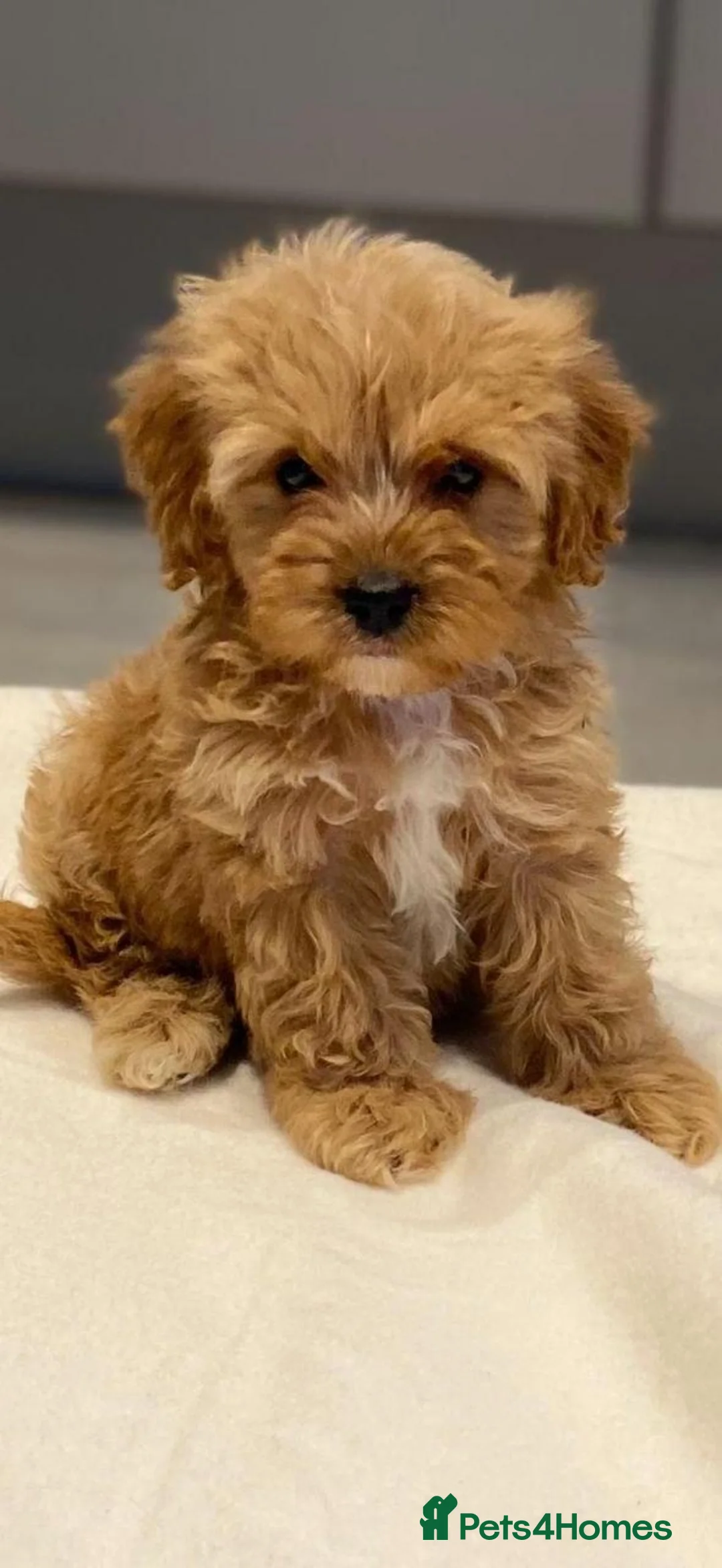 Cavapoo dogs for sale: Beautiful Cavapoo Puppies for Rehoming (ON SALE) - Advert 11