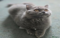 British Shorthair cats for sale: Gorgeous Healthy BSH Kittens GIRLS - Image 3